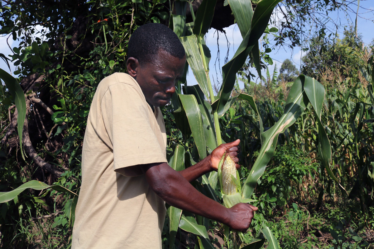 Husen Chacha, project supervisor of a farming project sponsored by Moheto First United Methodist Church in Kenya’s Migori County, removes the husk from maize to demonstrate the quality of his plants. The church’s partnership with Pannar Seed Company has helped farmers improve their crops. The church also is offering training in new farming techniques and extension services. Photo by Gad Maiga, UM News.