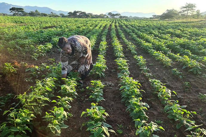 Willa Bonyongwe tends beans in her plot at the Agriculture Research Trust farm near Harare, Zimbabwe. The United Methodist ministry focuses on life skills, while encouraging, educating and empowering women to help their families survive. Photo by Chenayi Kumuterera, UM News.