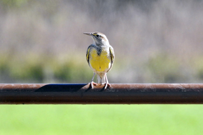 Grassland bird species such as the Eastern meadowlark are a conservation focus of the new Betty Hinshaw Bird Sanctuary. Photo by Sam Hodges, UM News.