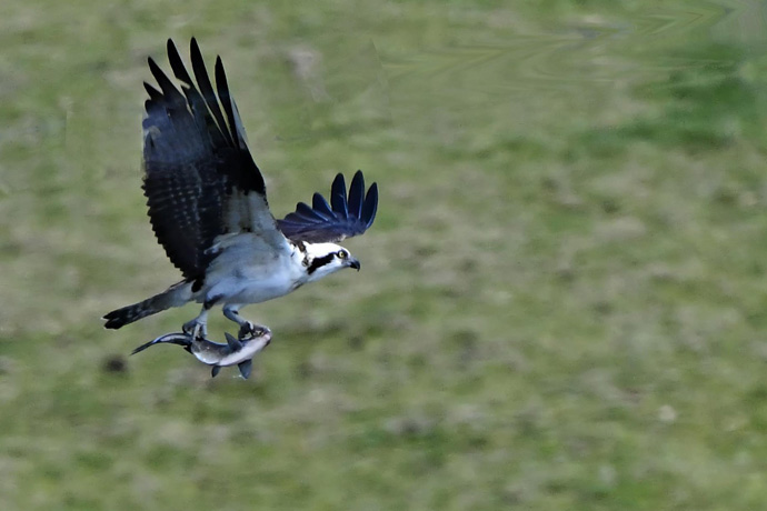 An osprey flies off with a fish caught at the lake near the new Betty Hinshaw Bird Sanctuary. Photo by Mike Mitchell.