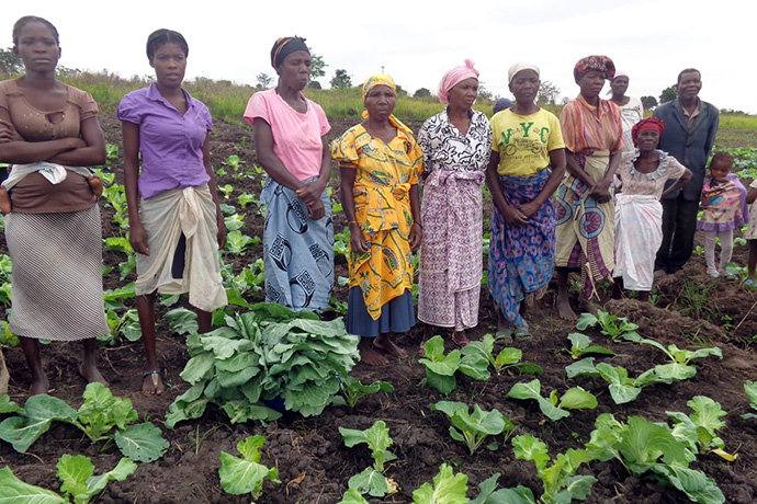 As mulheres que fazem parte da cooperativa agrícola, da Iniciativa Yambasu, mostram hortícolas por si produzidas. Foto de Joao Goncalves Nhanga.