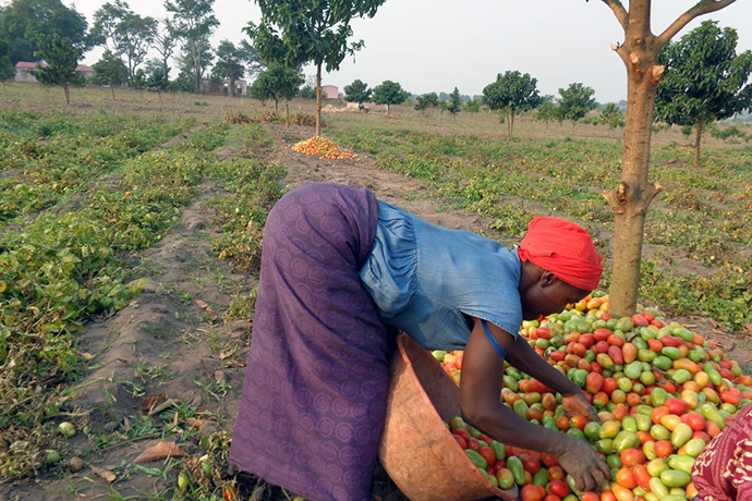 A senhora Maria Teresa arruma o tomate colhido do projecto de agricultura no Quessua, Angola. Foto de Joao Goncalves Nhanga.