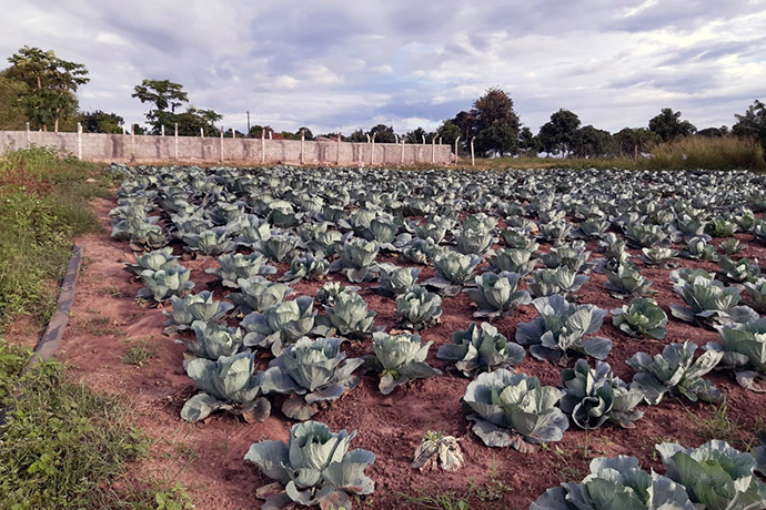 A produção do repolho é satisfatório e mostra resultados positivos nos campos agrícolas de Quessua. Foto de Joao Goncalves Nhanga.