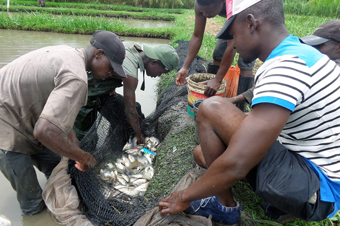 Alguns jovens da comunidade de Quessua retiram peixe dos tanques do projecto da piscicultura. Foto de Joao Goncalves Nhanga.