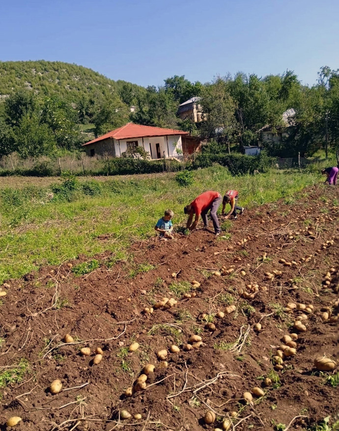 Potatoes are planted by hand by families participating in an agricultural program created by the United Methodist Church in Albania to improve the economic and social situation of residents of rural communities in the Mokra mountains. Photo courtesy of Jean Nausner.