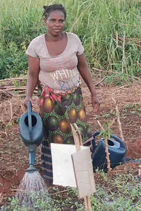Natália Munasse, uma das beneficiárias do projecto agricola em Gondola, rega as plantas de alface. Foto de Eurico Gustavo.