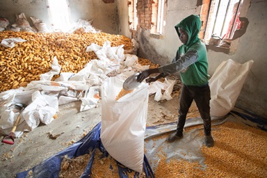 Antonio Francisco fills a bag with dried corn at the farm at the United Methodist Quéssua Mission near Malanje, Angola. A covenant relationship begun by now retired Bishop Warner H. Brown along with Bishops Jose Quipungo and Gaspar João Domingos has provided pastoral support to United Methodist pastors in Angola for 20 years. Photo by Mike DuBose, UM News. Antonio Francisco fills a bag with dried corn at the farm at the United Methodist Quéssua Mission near Malanje, Angola. A covenant relationship begun by now retired Bishop Warner H. Brown along with Bishops Jose Quipungo and Gaspar João Domingos has provided pastoral support to United Methodist pastors in Angola for 20 years. Photo by Mike DuBose, UM News.