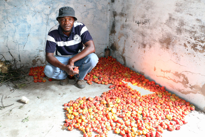 Kutela Katembo oversees the agricultural program at the Quéssua Mission in the East Angola Conference. A Global Ministries missionary with a degree in agriculture from Africa University, he was commissioned by the Yellowstone Annual Conference in 2015 and continues to be supported by the Mountain Sky Conference. File photo by the Rev. Armando Rodriguez. 