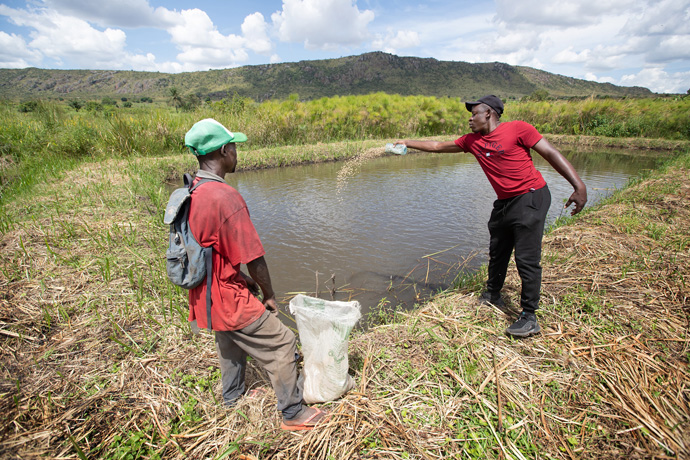 David Salles feeds tilapia in one of the fish ponds on the farm at Quéssua Mission in Angola. At left is farm worker André Candido. Johnstown United Methodist Church in Johnstown, Colo., raised funds to open the tilapia farm. Photo by Mike DuBose, UM News.