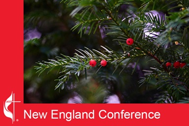 Evergreens are a perennial symbol of Christmas. Image by Mariya, courtesy of Pixabay. Evergreens are a perennial symbol of Christmas. Image by Mariya, courtesy of Pixabay.