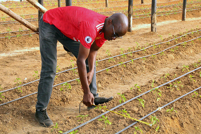 Dzidzai Caleb Munhutu, Agriculture Committee technical chair for The United Methodist Church in Zimbabwe, measures row spacing for the current pepper crop harvested in a greenhouse at United Methodist Hanwa Mission in Macheke, Zimbabwe. Munhutu said the greenhouses will lead to better harvests and energy savings. Photo by Kudzai Chingwe, UM News.
