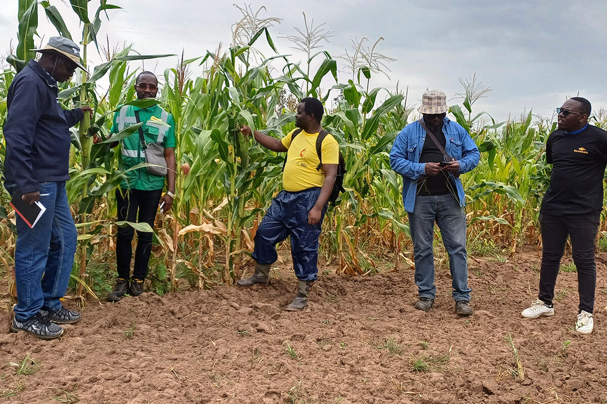 Eng. John Nday, Domingos Muanha, Gilberto Guedes, Eng. Kutela Katembo e Rev. Jeovanni Mendes  conversam no campo de produção de milho. Malanje, foto de João Nhanga, UM News.