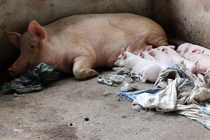 Uma das porcas reprodutora do projecto Yambasu no Leste de Angola amamenta os seus filhotes. Malanje, foto de João Nhanga, UM News.