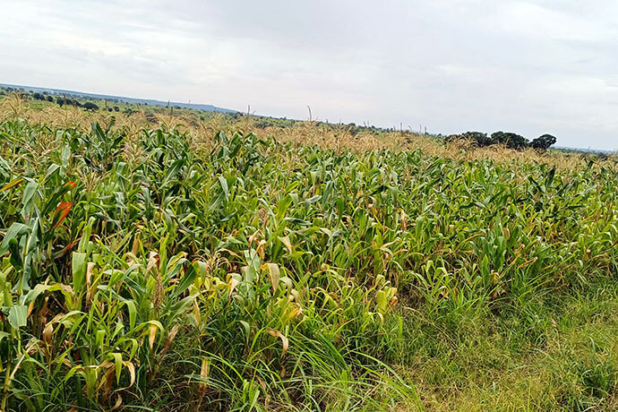 Segunda fase de producão de milho do Projecto Yambasu na missão do Quessua, conferência do Leste de Angola. Malanje, foto de João Nhanga, UM News.
