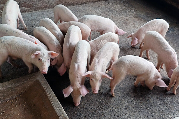 A producção de suínos, é uma realidade nesta Iniciativa Agrícola. Malanje, foto de João Nhanga, UM News.