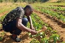 Tafadzwa Chingosho works in his fields in Hanwa, Zimbabwe, to keep the crops free from weeds. Chingosho, who left school to pursue his dream of being a farmer, gained skills through United Methodist programs including Zimbabwe Volunteers in Mission and the Yambasu Agriculture Initiative. Photo by Kudzai Chingwe, UM News. Tafadzwa Chingosho works in his fields in Hanwa, Zimbabwe, to keep the crops free from weeds. Chingosho, who left school to pursue his dream of being a farmer, gained skills through United Methodist programs including Zimbabwe Volunteers in Mission and the Yambasu Agriculture Initiative. Photo by Kudzai Chingwe, UM News.