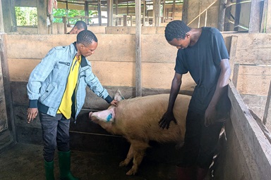 Elie Etako Wembo, Coordinateur de l'initiative agricole Yambasu dans la Région Episcopale de l'Est du Congo, et Omanga Sebastien, technicien zoologique, examinent un cochon blessé à l'oreille dans une ferme méthodiste unie financée par l'initiative près de Kindu, au Congo. Le programme du Conseil méthodiste unie des ministères mondiaux a financé la construction de deux bâtiments destinés à l'élevage porcin, pouvant accueillir jusqu'à 300 animaux. Photo de Chadrack Tambwe Londe, UM News. Elie Etako Wembo, Coordinateur de l'initiative agricole Yambasu dans la Région Episcopale de l'Est du Congo, et Omanga Sebastien, technicien zoologique, examinent un cochon blessé à l'oreille dans une ferme méthodiste unie financée par l'initiative près de Kindu, au Congo. Le programme du Conseil méthodiste unie des ministères mondiaux a financé la construction de deux bâtiments destinés à l'élevage porcin, pouvant accueillir jusqu'à 300 animaux. Photo de Chadrack Tambwe Londe, UM News.
