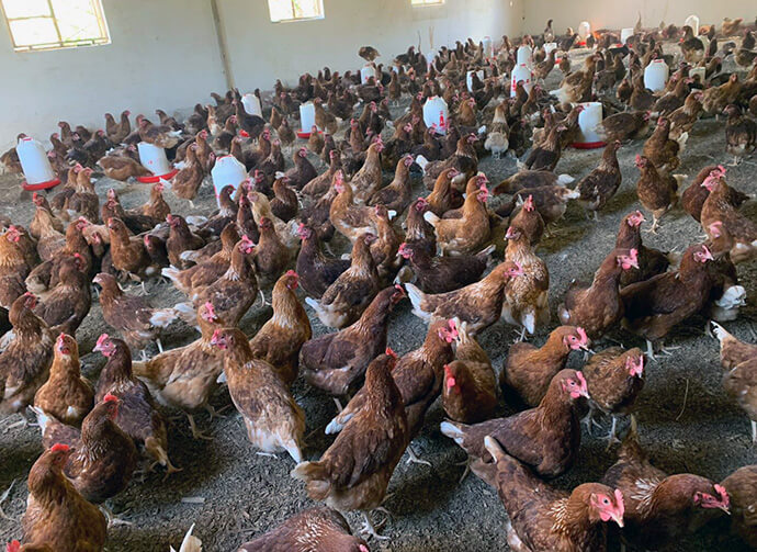 L'un des poulaillers de la ferme Kingandu abrite plus de 1 500 poules pondeuses, contribuant ainsi à la production d'œufs pour la communauté. Les initiatives agricoles soutenues par l'Église visent à réduire la dépendance de la région à l'aide alimentaire. Photo de Christian Kasweka, UM News.