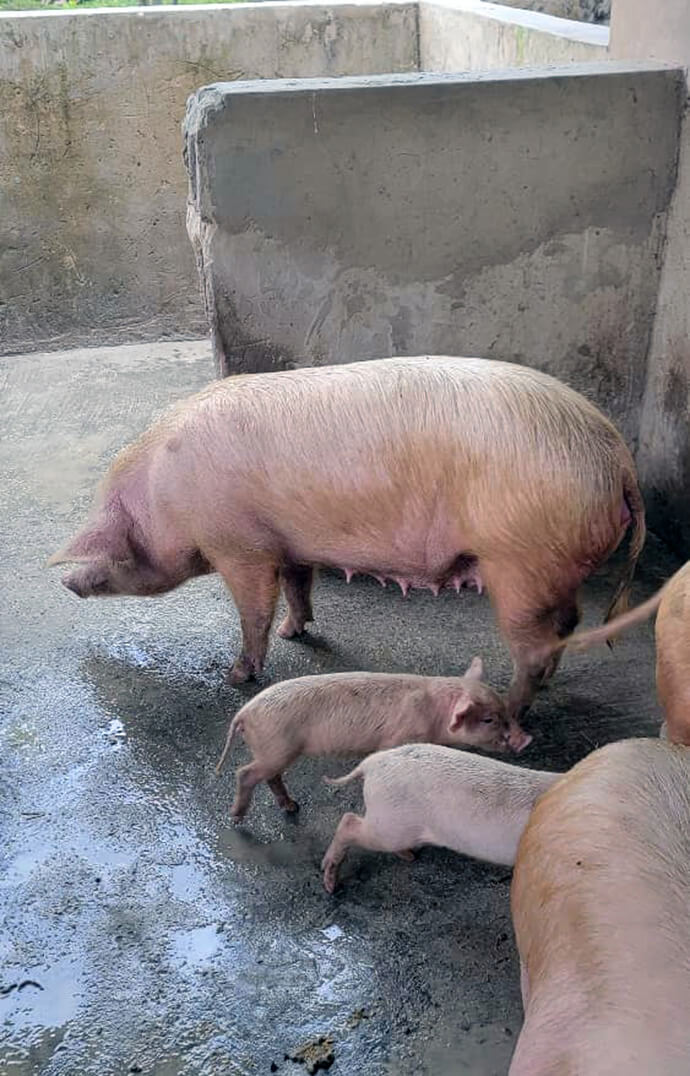 Les porcs sont élevés dans le cadre du projet agropastoral de Kasenga à Milandu, au Congo, un autre site d'intervention de l'Église. L'élevage porcin est un élément essentiel des projets de l'Initiative agricole Yambasu dans la région épiscopale du Sud-Congo et de la Zambie afin d'assurer la sécurité alimentaire et de fournir des sources de revenus aux bénéficiaires. Photo de Christian Kasweka, UM News.
