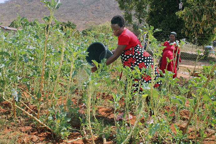 Angela Chatyora waters a garden at Old Mutare Mission Hospital in Zimbabwe. “Watering our vegetables helps with exercise and baby movement. We enjoy it,” she says. The hospital provides daily meals for mothers awaiting delivery. Photo by Kudzai Chingwe, UM News.