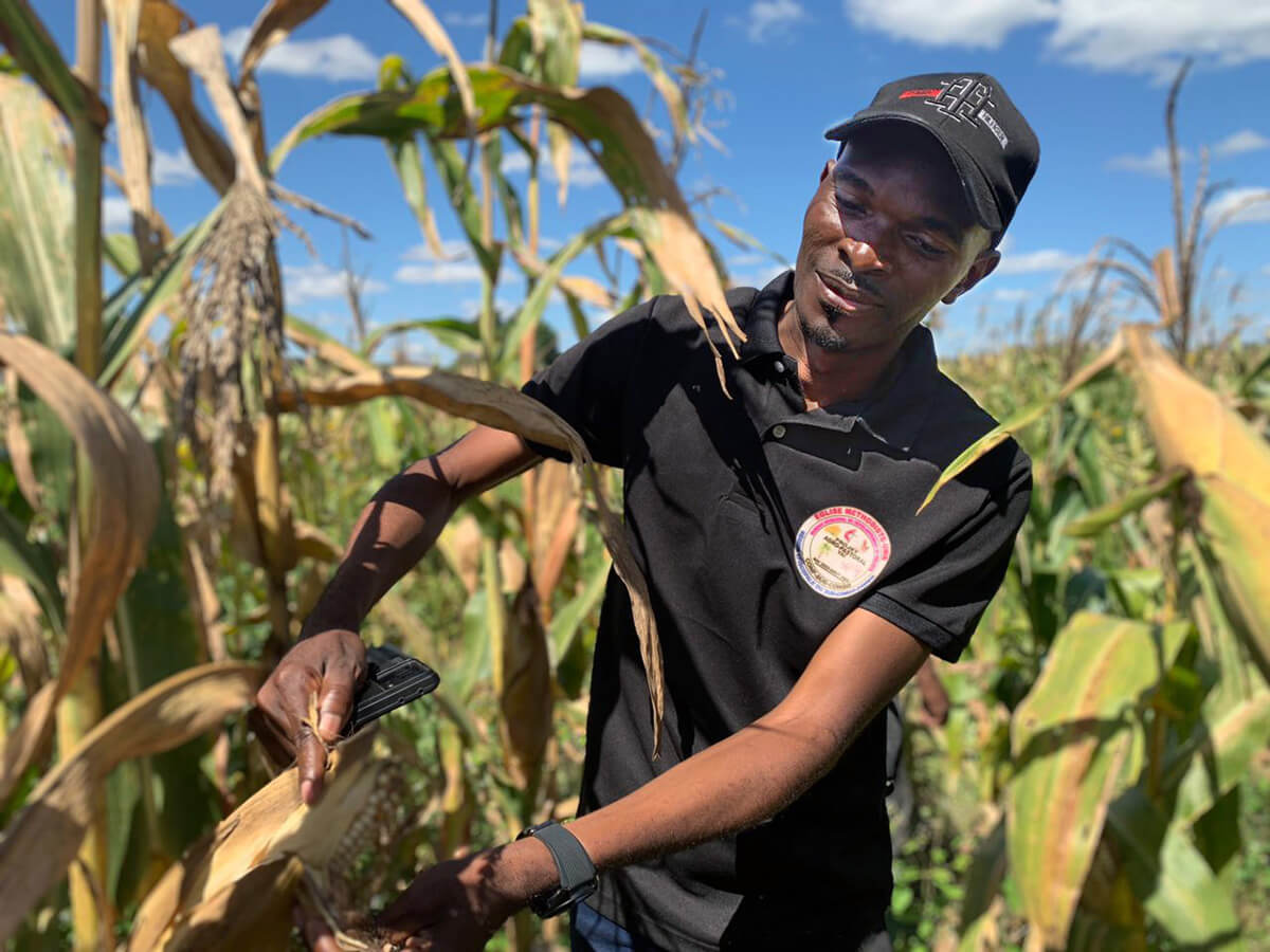 Engineer Sabin Mulang, director of the Development and Projects Office for the South Congo and Zambia Episcopal Area, inspects corn crops at an agropastoral site in Kingandu, Congo. Vast fields of corn and soybeans are at the heart of The United Methodist Church’s initiative to combat food dependency in southern Congo. Photo by Christian Kasweka, UM News.