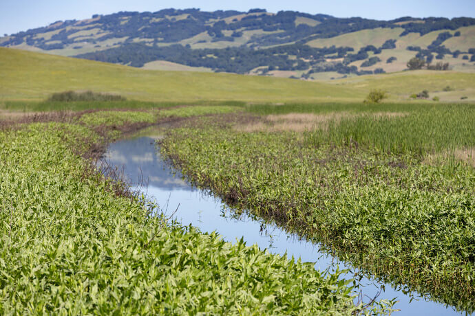 A creek winds through reclaimed wetlands at Tolay Lake Regional Park. The park is featured on the Sacred Ground app. 