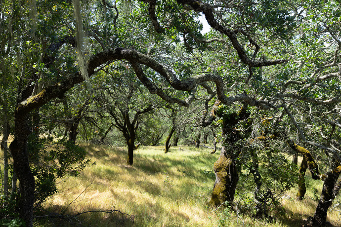 The Sonoma Overlook Trail, which is featured in the Sacred Ground app, winds through shaded meadows and grasslands in the hills above Sonoma, Calif. 