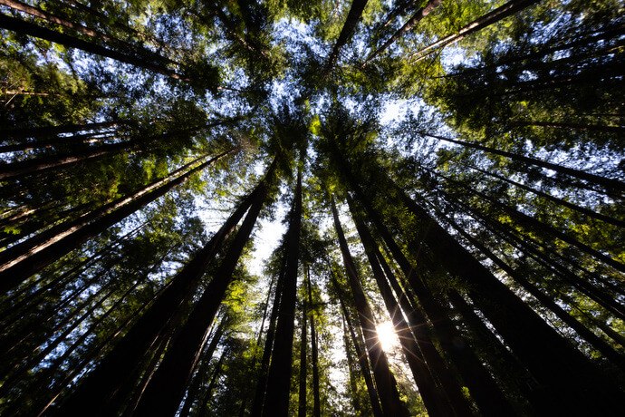 Sunlight filters through old-growth redwoods, some as tall as 300 feet, at Armstrong Redwoods State Natural Reserve near Guerneville, Calif. The park is featured on the Sacred Ground app. 