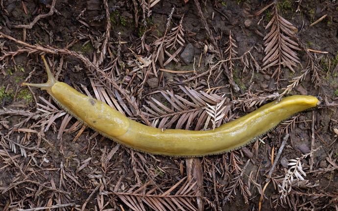 A banana slug crawls across redwood duff at Armstrong Redwoods State Natural Reserve during a Sacred Ground field trip. 