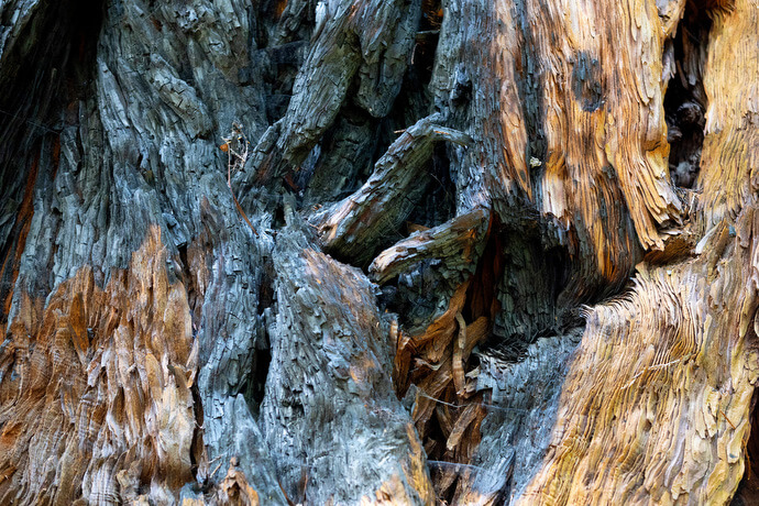 A burn scar marks a recovering redwood tree at Armstrong Redwoods State Natural Reserve.