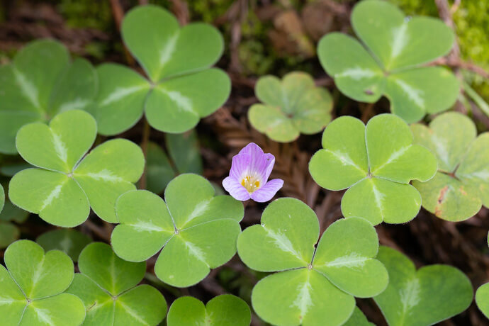 Redwood sorrel blooms at Armstrong Redwoods State Natural Reserve.
