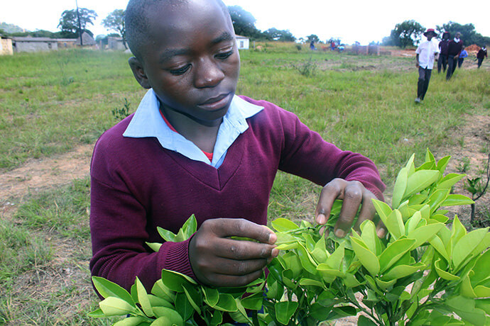 Pardon Mandere scouts for pests and diseases on a tree planted by students at United Methodist Hanwa Mission in Zimbabwe. Photo by Kudzai Chingwe, UM News. 