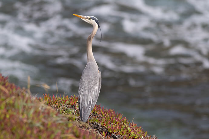 A great blue heron walks along the bluff overlooking Bodega Bay, Calif. The Feast Day of Creation in Christ, on Sept. 6 this year, includes new lectionary readings approved by the Consultation on Common Texts, which curates the Bible passages used in worship by Protestants around the world. Photo by Mike DuBose, UM News.